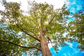 How Our Tree Care Process Works  in  Sparkill, NY